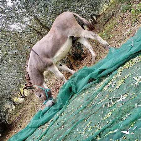 Vakantieboerderij Grecinella *