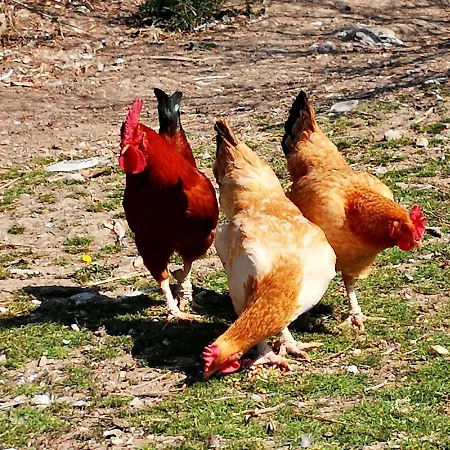 Grecinella Casole dʼElsa